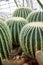 Cacti standing watch in the arid garden