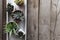 Cacti and succulents on gray concrete stand on wooden background. Gardening