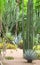 Cacti and succulents in Jardin Majorelle Garden, Marrakech, Moro