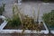 Cacti, succulents and other Mediterranean vegetation in flower beds in Kolympia, Rhodes, Greece