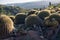 Cacti at sunset