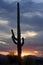 Cacti at sunset in Saguaro National Park, Tucson, California