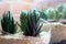 Cacti in terrarium with brick wall in background