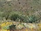 Cacti of the Tonto National Forest in Arizona