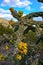 Cacti Tree cholla Cylindropuntia imbricata against the blue sky in a mountain landscape in New Mexico, USA