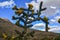 Cacti Tree cholla Cylindropuntia imbricata against the blue sky in a mountain landscape in New Mexico, USA