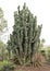 Cacti at the UNAM Botanical Garden in Mexico