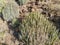 Cacti vegetation along the ravine Barranco Las Palmas, Gran Canaria, Spain