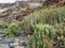 Cacti vegetation and white Tajinaste along the ravine Barranco Las Palmas, Gran Canaria, Spain