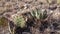Cacti of West and Southwest USA. A group of succulent cactus and agave plants on a mountainside, New Mexico