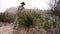 Cacti of West and Southwest USA. A man examines desert plants.