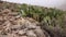 Cacti of West and Southwest USA. Strawberry hedgehog cactus, straw-colored hedgehog Echinocereus stramineus