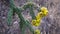 Cacti of West and Southwest USA. Tree cholla, walking stick cholla Cylindropuntia imbricata, or opuntia imbricata