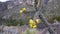 Cacti of West and Southwest USA. Tree cholla, walking stick cholla Cylindropuntia imbricata, or opuntia imbricata, Yellow fruit