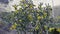 Cacti of West and Southwest USA. Tree cholla, walking stick cholla Cylindropuntia imbricata, or opuntia imbricata, Yellow fruit
