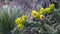 Cacti of West and Southwest USA. Tree cholla, walking stick cholla Cylindropuntia imbricata, or opuntia imbricata, Yellow fruit