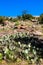 Cacti, wildflowers, and boulders at Enchanted Rock State Natural Area