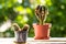 Cacti on windowsill, horizontal