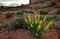 Cacti, Yuccas and various desert plants against the background of an erosional landscape in spring. Colorado