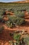 Cacti, Yuccas and various desert plants against the background of an erosional landscape in spring. Colorado