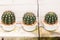 Cactus in 3 pots placed on a cement shelf