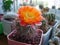 Cactus Acanthocalycium glaucum with large bright flowers