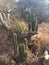 Cactus Africa trees bush outside