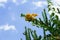 Cactus against blue sky