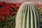 Cactus against red blooming bush