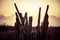 Cactus against sunset light in Aruba. Arid landscape