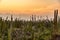 Cactus against sunset light in Aruba. Arid landscape