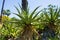 Cactus agave salmiana, a succulent plant commonly known as giant agave or pulque agave. Botanic
