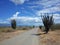 Cactus along side the road in tatacoa Desert