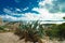 Cactus, amazing sky and panoramic view of Hvar city and the bay from the Spanish fortress.