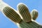 Cactus, American Western Desert Landscape