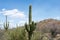 Cactus, American Western Desert Landscape