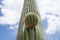 Cactus, American Western Desert Landscape