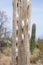 Cactus, American Western Desert Landscape