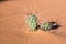 Cactus, American Western Desert Landscape