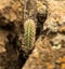 Cactus amid rocks in Brazilian Caatinga
