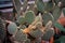 Cactus in an arid garden