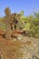 Cactus in arid landscape Galapagos Islands, Ecuador