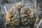 Cactus Ariocarpus fissuratus v.intermedius in a pot , thirty years old plant against blurry background.