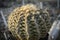 Cactus Ariocarpus fissuratus var. lloydii in a pot , thirty years old plant.