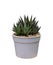Cactus Aristaloe aristata Lace Aloe in pot isolated on white background