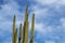 Cactus Arms Soaring Into The Blue Sky