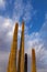 Cactus Arms Soaring Into The Desert Sky In Arizona