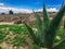 Cactus and arqueologycal zone in a sunny day