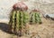 Cactus, Aruba, ABC Islands