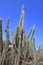 Cactus at Aruba island